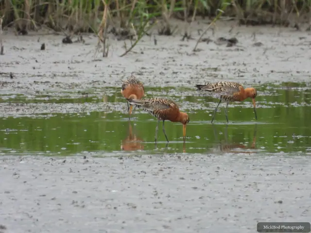 Black-tailed Godwit, seen at Blacktoft Sands.