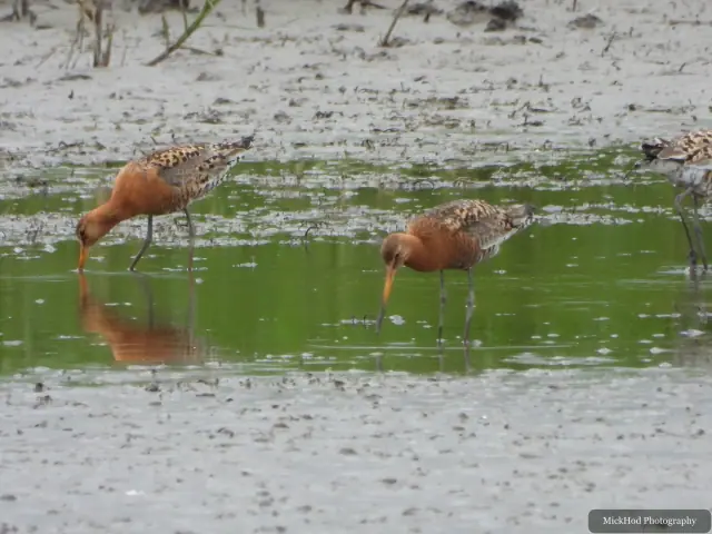 Black-tailed Godwit at Blacktoft Sands.