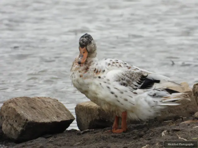 A domestic duck photographed at Blacktoft Sands.