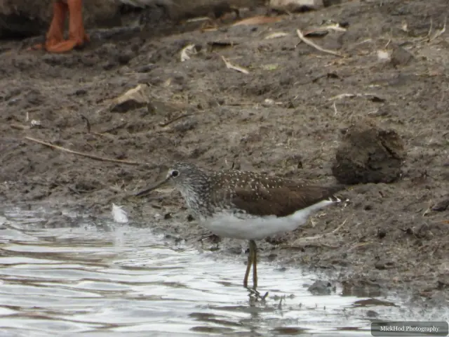 Common Sandpiper photographed at Blacktoft Sands.