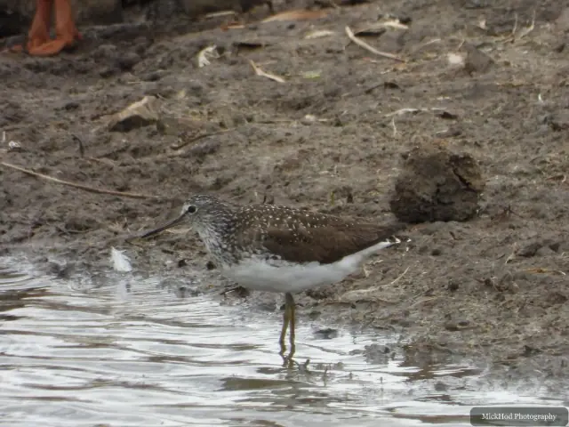 The same Common Sandpiper as DSCN3479, photographed at Blacktoft Sands.