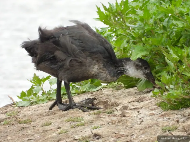 At Blacktoft Sands: Eurasian Coot chick.