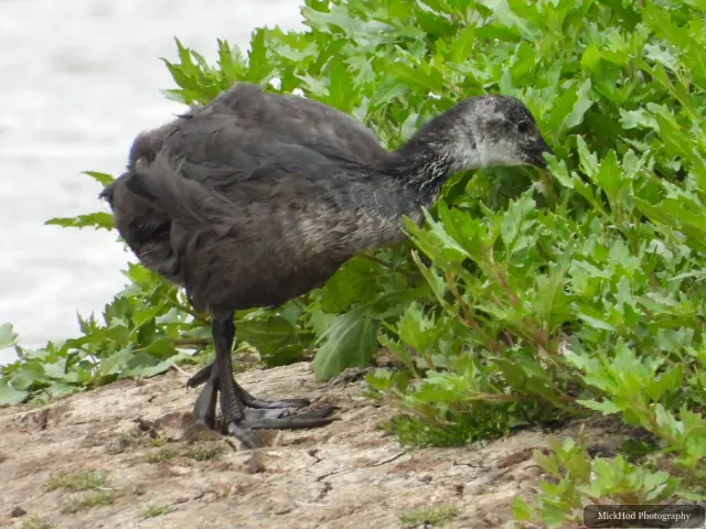 At Blacktoft Sands: Eurasian Coot chick.