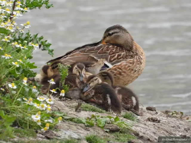Mallard with ducklings, seen at Blacktoft Sands.