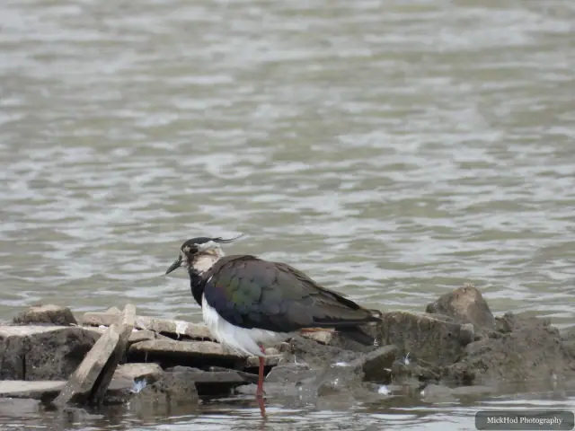 Northern Lapwing, seen at Blacktoft Sands.