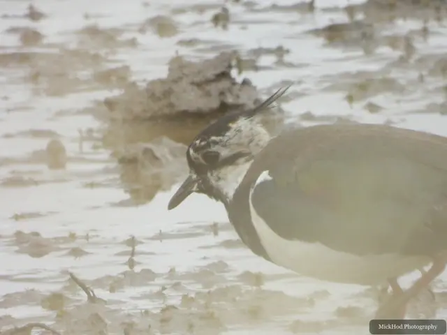 Northern Lapwing at Blacktoft Sands.