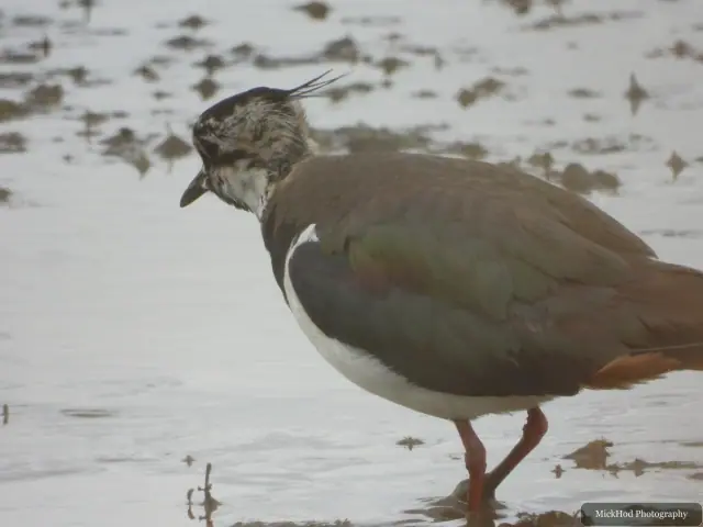 Northern Lapwing, seen at Blacktoft Sands.