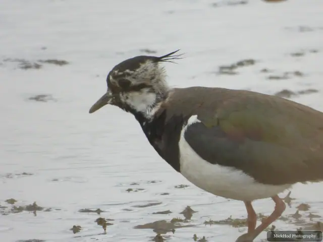 Photographed at Blacktoft Sands: Northern Lapwing.