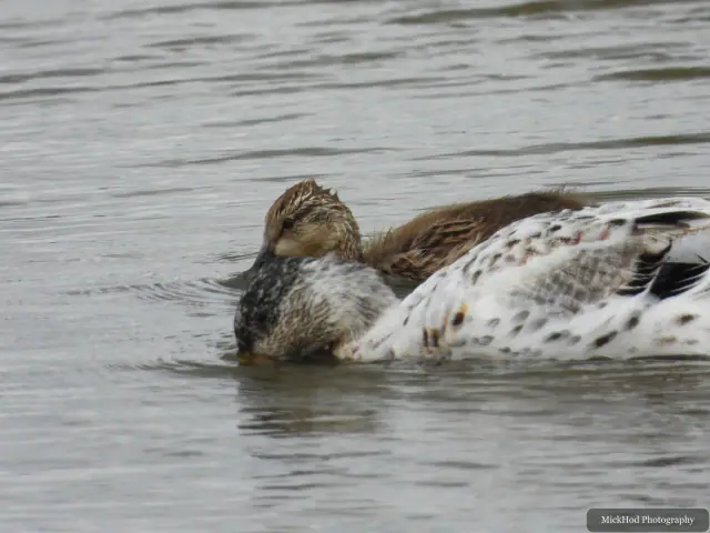 Northern Shoveler at Blacktoft Sands.
