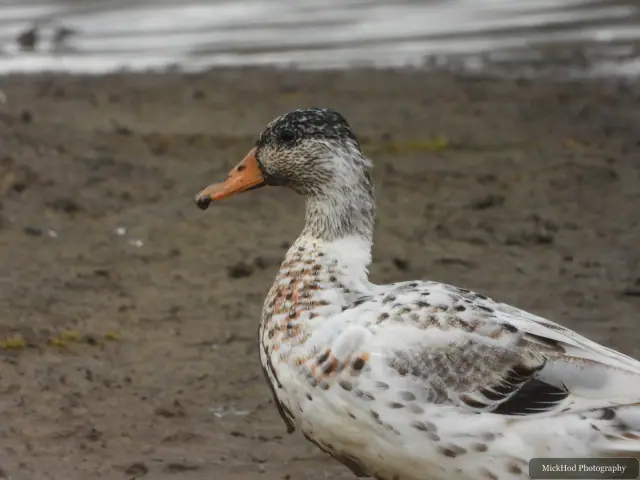 At Blacktoft Sands: Domestic duck.