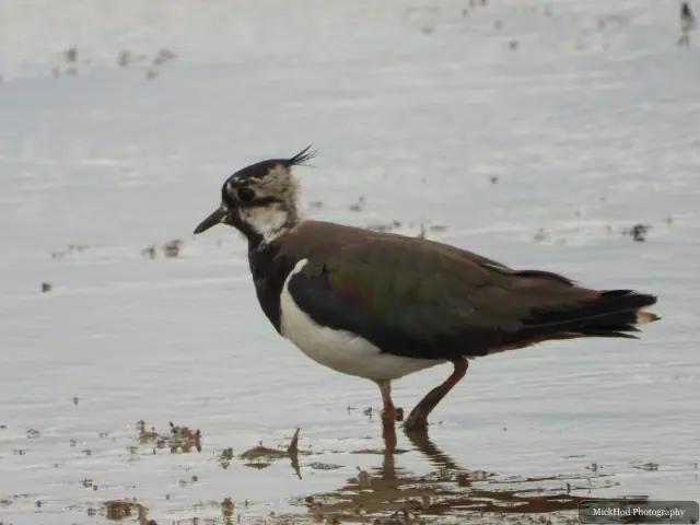 Northern Lapwing at Blacktoft Sands.