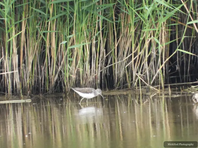 At Blacktoft Sands: Little Egret.