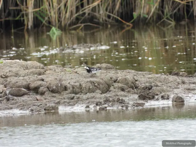 Pied Wagtail photographed at Blacktoft Sands.