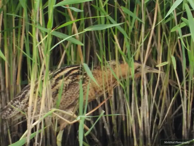 A Great Bittern moves through the reeds at Blacktoft Sands.