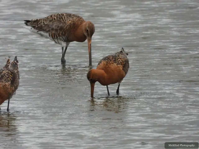 Photographed at Blacktoft Sands: Black-tailed Godwit.