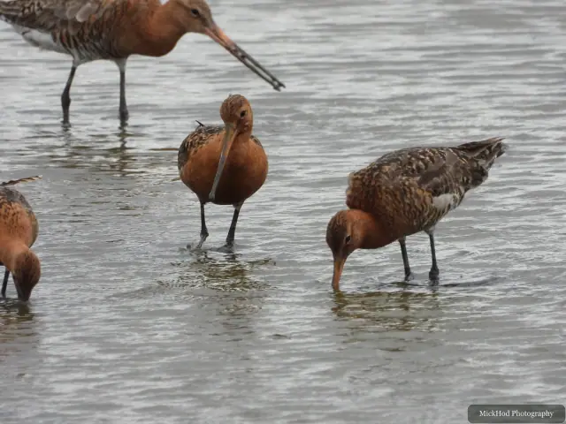 Photographed at Blacktoft Sands: Black-tailed Godwit.