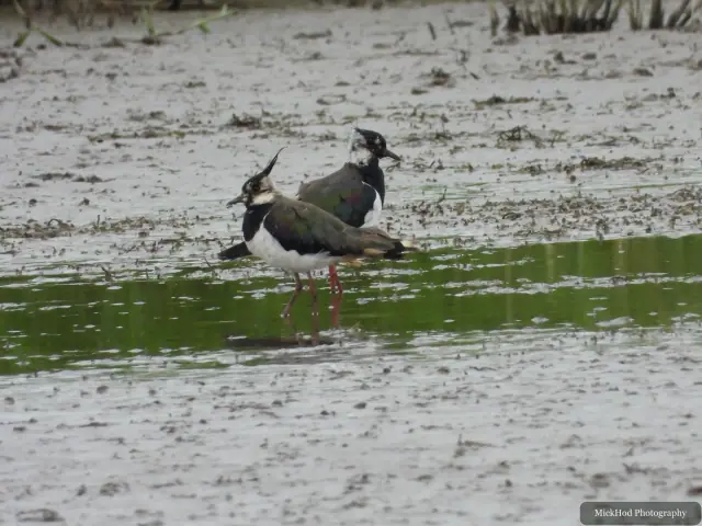 Northern Lapwing, seen at Blacktoft Sands.