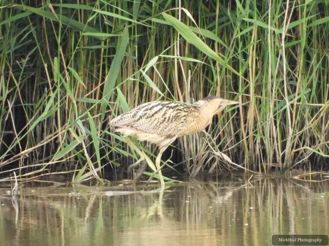 Eurasian Bittern at Blacktoft Sands.