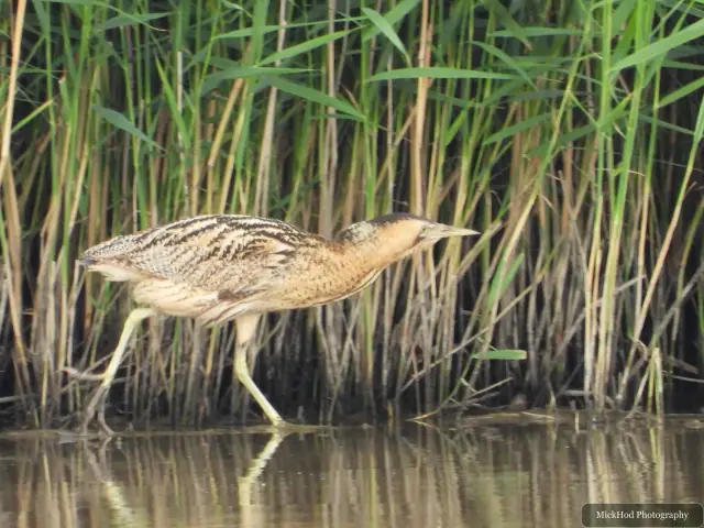 Eurasian Bittern at Blacktoft Sands.