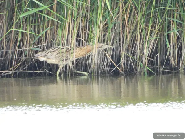 Photographed at Blacktoft Sands: Eurasian Bittern.