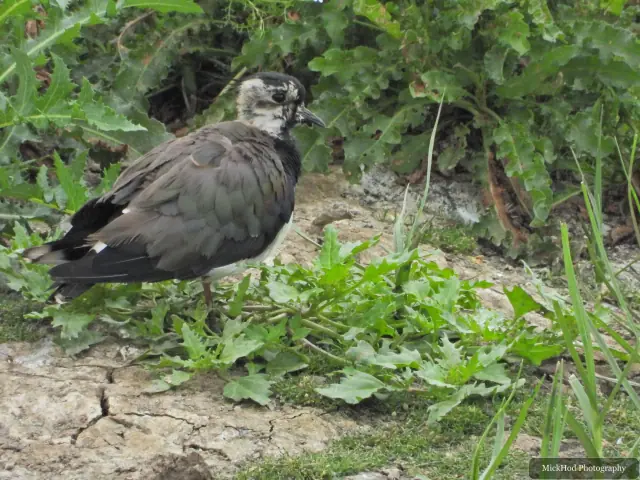Northern Lapwing, seen at Blacktoft Sands.
