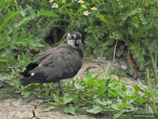 Northern Lapwing at Blacktoft Sands.
