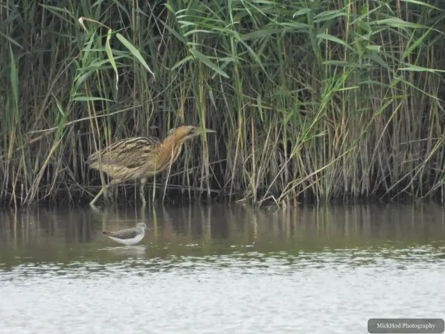Photographed at Blacktoft Sands: Eurasian Bittern.