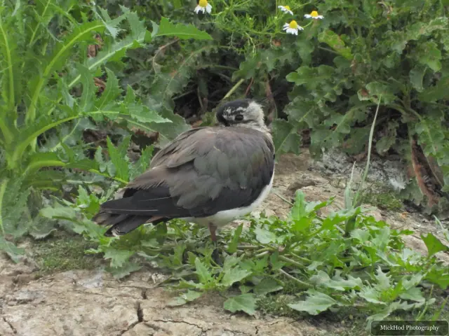 At Blacktoft Sands: Northern Lapwing.