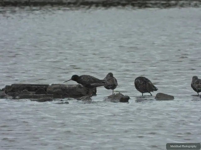 Redshanks stand and feed among the rocks at Blacktoft Sands.