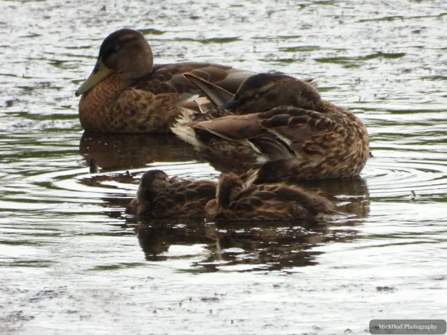 Mallard with ducklings at Blacktoft Sands.