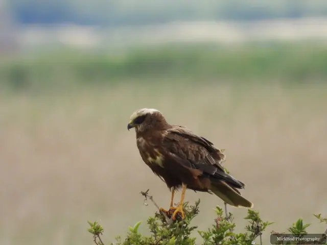 Photographed at Blacktoft Sands: Marsh Harrier.
