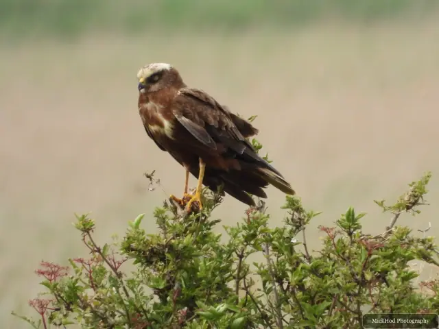 Marsh Harrier at Blacktoft Sands.