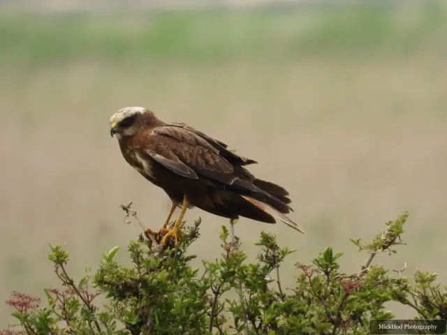 At Blacktoft Sands: Marsh Harrier.