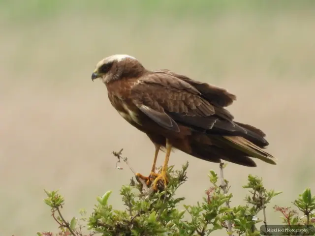 Marsh Harrier at Blacktoft Sands.