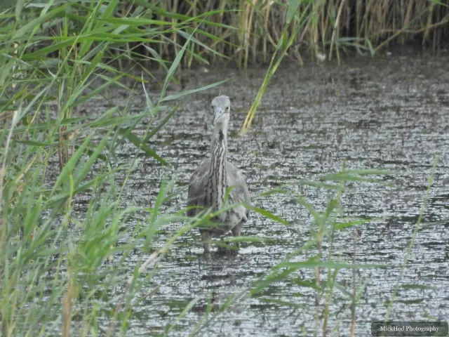 Photographed at Blacktoft Sands: Grey Heron.