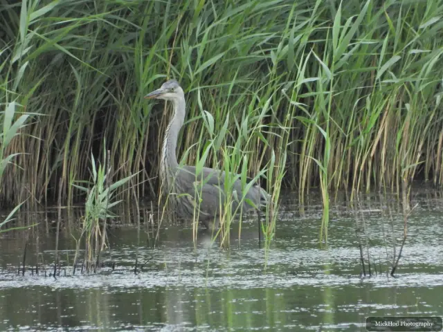 Photographed at Blacktoft Sands: Grey Heron.