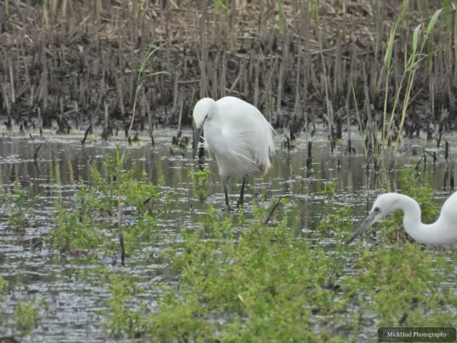 Photographed at Blacktoft Sands: Great Egret.