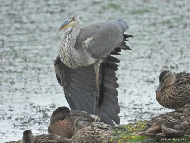 Photographed at Blacktoft Sands: Grey Heron.