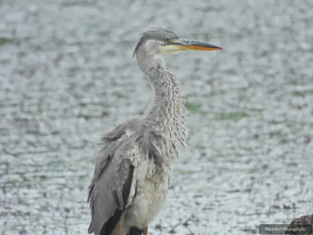 Photographed at Blacktoft Sands: Grey Heron.