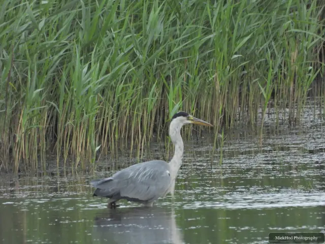 Photographed at Blacktoft Sands: Grey Heron.
