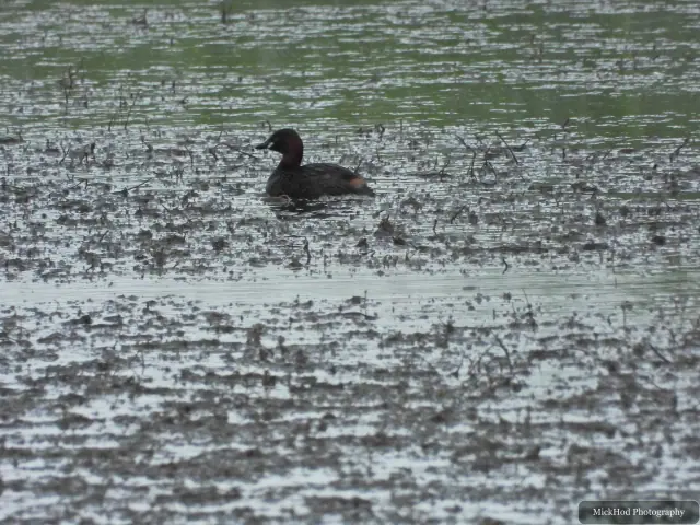 Little Grebe, seen at Blacktoft Sands.
