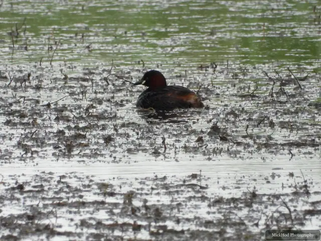 Little Grebe at Blacktoft Sands.