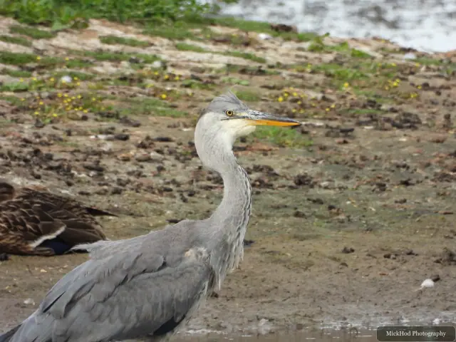 Grey Heron at Blacktoft Sands.