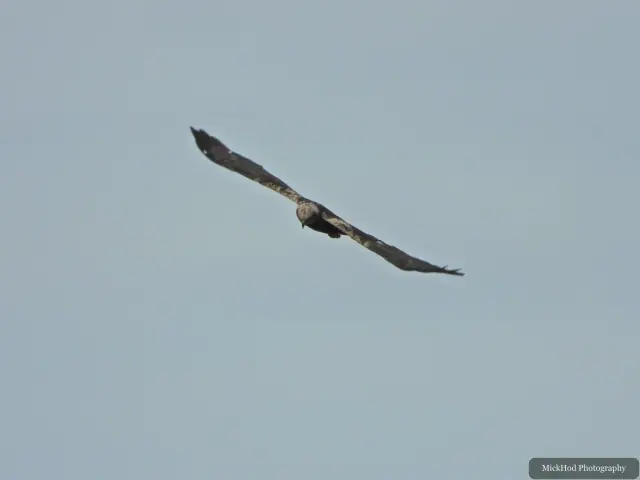 Marsh Harrier, seen at Blacktoft Sands.