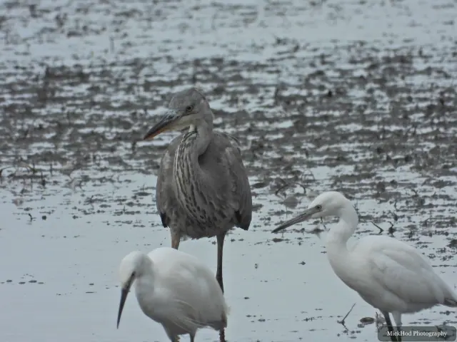 At Blacktoft Sands: Great Egret with Little Egrets.
