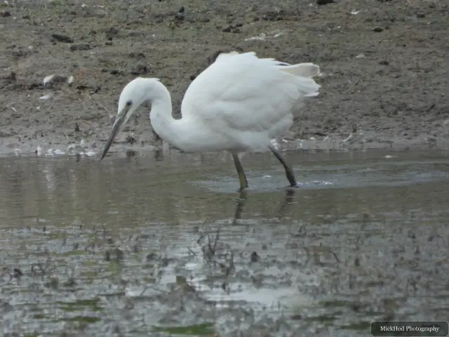 Great Egret, seen at Blacktoft Sands.