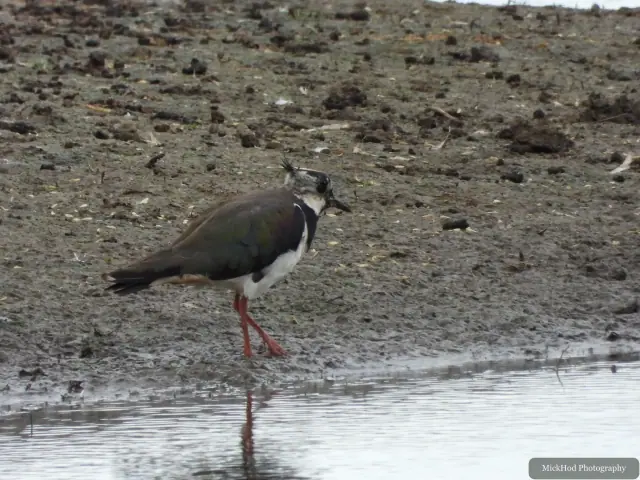 Northern Lapwing at Blacktoft Sands.