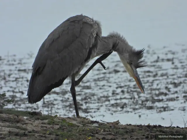 Grey Heron at Blacktoft Sands.