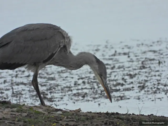 Grey Heron at Blacktoft Sands.