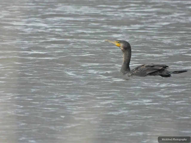 Great Cormorant at Blacktoft Sands.